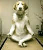 doggymeditation.png
