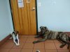 Manny and Lothar chilling at the vets.jpg