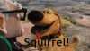 squirrel-dog[1].gif